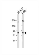 PLK2 Antibody in Western Blot (WB)