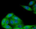 NSUN4 Antibody in Immunocytochemistry (ICC/IF)