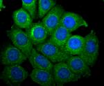 NSUN4 Antibody in Immunocytochemistry (ICC/IF)