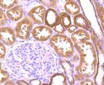 NSUN4 Antibody in Immunohistochemistry (Paraffin) (IHC (P))