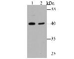 NSUN4 Antibody in Western Blot (WB)