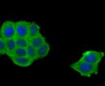 COX4 Antibody in Immunocytochemistry (ICC/IF)