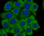 COX4 Antibody in Immunocytochemistry (ICC/IF)