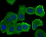 COX4 Antibody in Immunocytochemistry (ICC/IF)