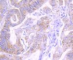 COX4 Antibody in Immunohistochemistry (Paraffin) (IHC (P))