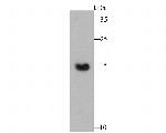 COX4 Antibody in Western Blot (WB)