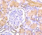 HDAC2 Antibody in Immunohistochemistry (Paraffin) (IHC (P))