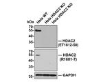 HDAC2 Antibody in Western Blot (WB)