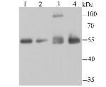 HDAC2 Antibody in Western Blot (WB)