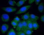 CYP2E1 Antibody in Immunocytochemistry (ICC/IF)