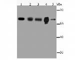 CYP2E1 Antibody in Western Blot (WB)