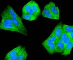 Beclin 1 Antibody in Immunocytochemistry (ICC/IF)