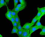 Prohibitin Antibody in Immunocytochemistry (ICC/IF)