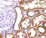 Prohibitin Antibody in Immunohistochemistry (Paraffin) (IHC (P))