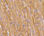 Prohibitin Antibody in Immunohistochemistry (Paraffin) (IHC (P))