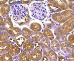 HSP90 alpha Antibody in Immunohistochemistry (Paraffin) (IHC (P))