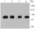 HSP90 alpha Antibody in Western Blot (WB)