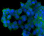 Beclin 1 Antibody in Immunocytochemistry (ICC/IF)