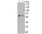 Beclin 1 Antibody in Western Blot (WB)