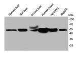 UGP2 Antibody in Western Blot (WB)