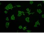 NSE Antibody in Immunocytochemistry (ICC/IF)