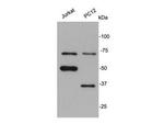 SRC Antibody in Western Blot (WB)