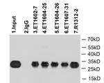 GFP Antibody in Immunoprecipitation (IP)