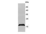 MAL Antibody in Western Blot (WB)