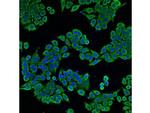 CDw293 Antibody in Immunocytochemistry (ICC/IF)