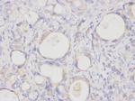 CDw293 Antibody in Immunohistochemistry (Paraffin) (IHC (P))