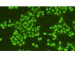 HMGB1 Antibody in Immunocytochemistry (ICC/IF)