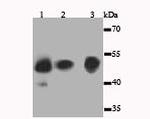 JNK1 Antibody in Western Blot (WB)