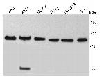 TBX3 Antibody in Western Blot (WB)