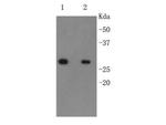 6x His Tag Antibody in Western Blot (WB)