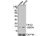 TIMM23 Antibody in Western Blot (WB)