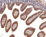 RRAS Antibody in Immunohistochemistry (Paraffin) (IHC (P))