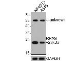 RRAS Antibody in Western Blot (WB)