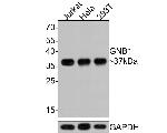 GNB1 Antibody in Western Blot (WB)