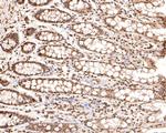 SOX3 Antibody in Immunohistochemistry (Paraffin) (IHC (P))