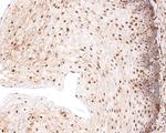 SOX3 Antibody in Immunohistochemistry (Paraffin) (IHC (P))