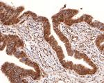 SOX3 Antibody in Immunohistochemistry (Paraffin) (IHC (P))