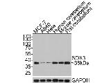 SOX3 Antibody in Western Blot (WB)