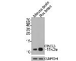 GNG3 Antibody in Western Blot (WB)