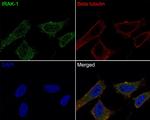 IRAK1 Antibody in Immunocytochemistry (ICC/IF)