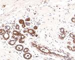 IRAK1 Antibody in Immunohistochemistry (Paraffin) (IHC (P))