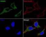 RANKL Antibody in Immunocytochemistry (ICC/IF)