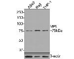 c-Mpl Antibody in Western Blot (WB)