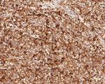 PSMC6 Antibody in Immunohistochemistry (Paraffin) (IHC (P))