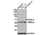 PSMC6 Antibody in Western Blot (WB)