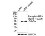 Phospho-RIP3 (Thr231, Ser232) Antibody in Western Blot (WB)